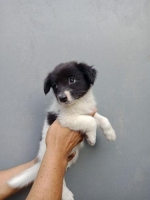 4 ekor anak anjing kintamani