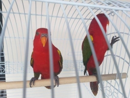 Burung Nuri merah sepasang cantik