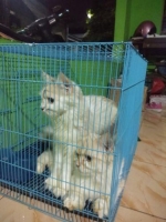 Kucing Persia mix anggora sepasang free kandang dan pet cargo