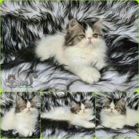 1 ekor peaknose longhair