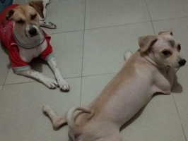 Pomerian Jantan 1 tahun & Labrador betina 9 bulan