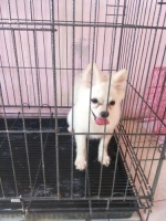 anjing SUPER Mini Pomerian usia 4 Bln