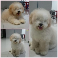 1 ekor aprikot poodle jantan usia 4 bln