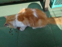 Kucing persia jantan 1tahun