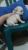 Anjing puppy kintamani lucu