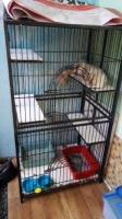 Kucing persia Flatnose + Kandang