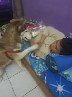 Siberian husky indukan