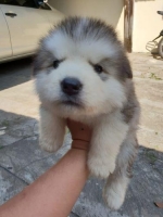 Anakan Alaskan Malamute Umur 2 Bulan