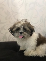 anjing shih zhu (kandang+makanan+keperluan lengkap)