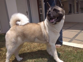 Calon indukan American Akita 2tahun (perawan)