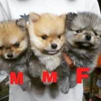 Minipom 4 jantan, 2 betina. Stb & Vaksin