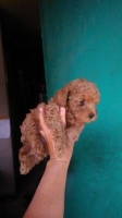 3 Anakan red toy pudel 2 betina 1 jantan stambum vaksin