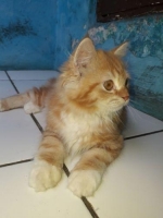 Kucing persian medium umur 4 bulan kurang