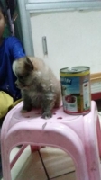 anakan betina mini pom coklat 2 bln stambum
