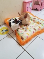 Chihuahua usia 3bln jantan stambum