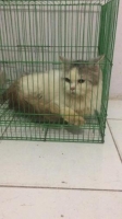 Anggora umur kurleb 1th non vaksin. Blm prnh hamil.