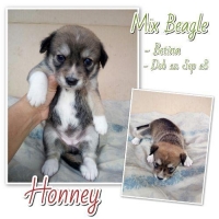 Mix Beagle 4 Jantan & 1 Betina cakep