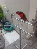 Burung Nuri kepala hitam