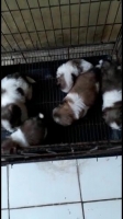 Shihtzu ( pure) bukan mix