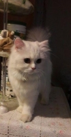 Kucing campuran persia. Umur 1thn an.