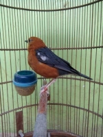 Burung anis merah ring zaenal ppn merah putih