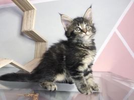 Kitten Maine Coon Pure Nonped