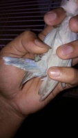Burung Love bird violet putih kelamin jantan harga bisa nego
