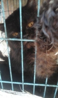 Kucing persia rumahan jarang keluar kandang