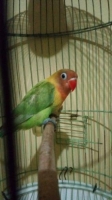 Lovebird Pastel Hijau Ring Ternakan