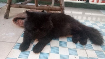 Persia flat nose black solid