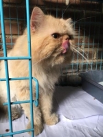 Persia Jantan Peaknose