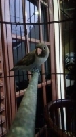 Lovebird Batman Usia 6 bln