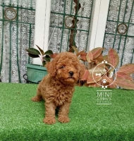 4 Ekor Red Toy Poodle