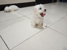 Anjing Maltese anakan 100% Ras asli non stb