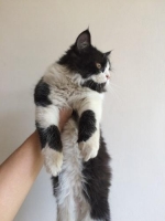 Kucing Persia, Betina, Body Jumbo