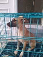 Female Belgian Malinois 4months jinak