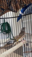 Blackthroat Gacor Mewah