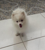 2 ekor super minipom jantan dan betina