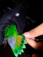 Lovebird indukan sepasang split biola x darkgreen semdak Produk