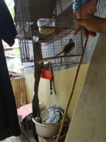 1 crokcokan lolohan sehat jinak burja