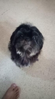 Anjing shihtzu jantan non stambum