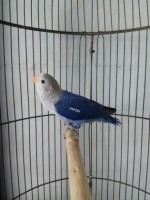 Vio fichery trah parblue