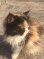semi hibah kucing persia Flatnose