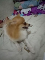 Anjing minipom. Non stb. Sudah vaksin