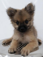2 ekor minipom pure 2 bulan jantan dan betina