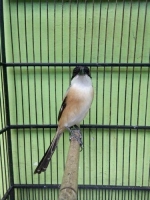 Burung cendet / pentet full gacor
