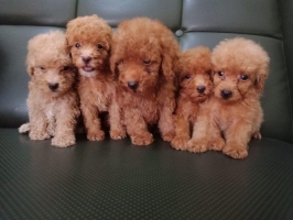 anjing red poodle no stb no vaksin.