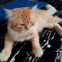 Kucing campuran persia. Umur 2thn an.