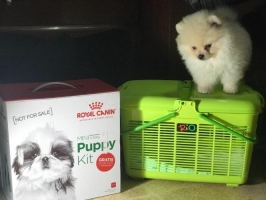 Anakan super minipom
