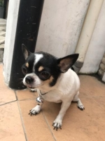 ANJING CHIHUAHUA APPLE HEAD IMPORT TAIWAN